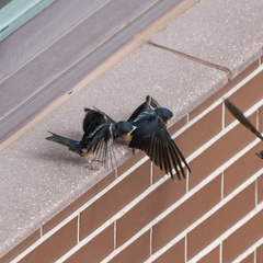 Hirundo rustica