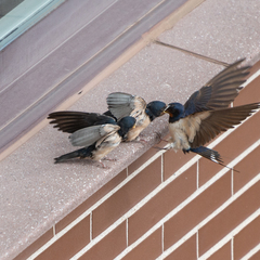 Hirundo rustica