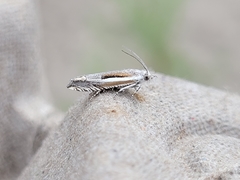 Eucosma striatana