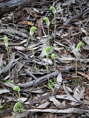 Pterostylis setulosa