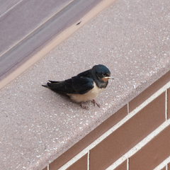 Hirundo rustica