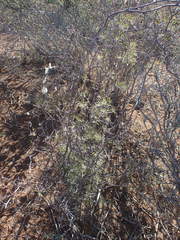 Asparagus retrofractus