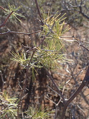 Asparagus retrofractus