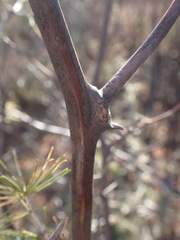 Asparagus retrofractus