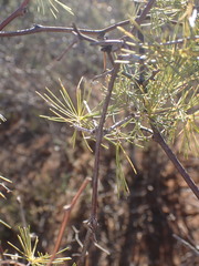 Asparagus retrofractus