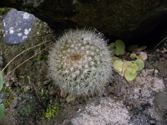 Mammillaria densispina