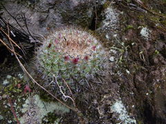 Mammillaria rhodantha