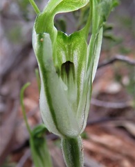 Pterostylis setulosa
