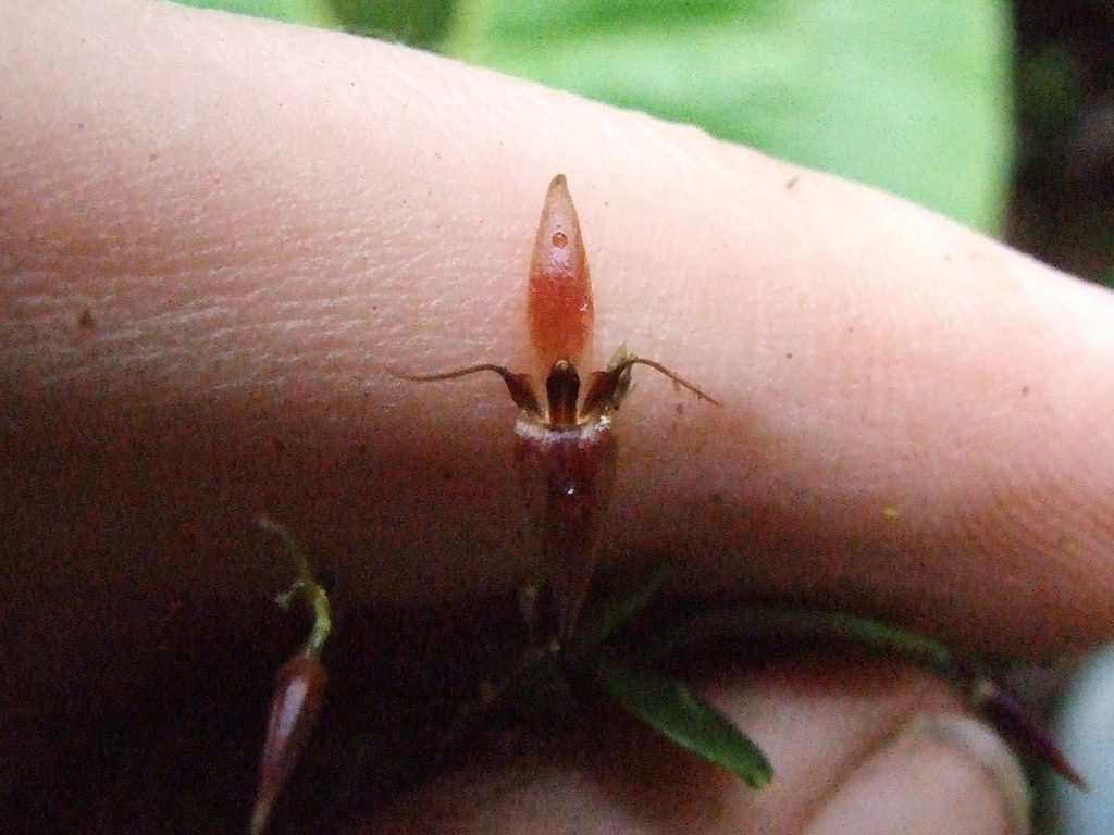 Lankesteriana cuspidata