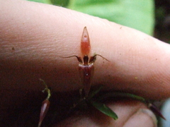 Anathallis cuspidata