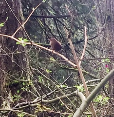 Troglodytes pacificus