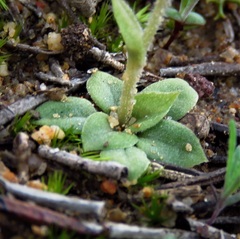 Pterostylis setulosa