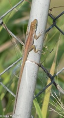 Anolis roquet salinei
