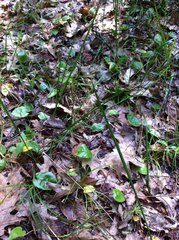 Oryzopsis asperifolia