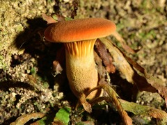 Austropaxillus
