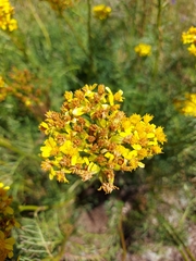 Jacobaea adonidifolia