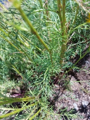Jacobaea adonidifolia