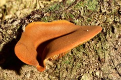 Austropaxillus