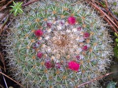 Mammillaria rhodantha
