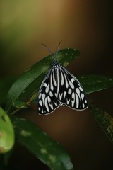 Cyclosia pieridoides