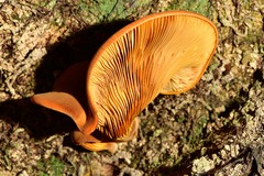 Austropaxillus