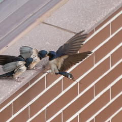 Hirundo rustica