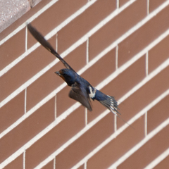Hirundo rustica