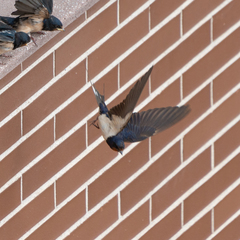 Hirundo rustica