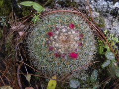 Mammillaria rhodantha