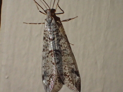 Dendroleon speciosus