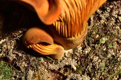 Austropaxillus
