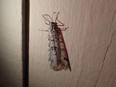 Dendroleon speciosus