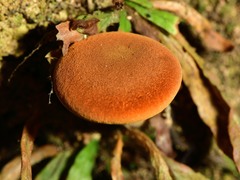 Austropaxillus