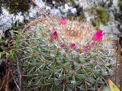 Mammillaria rhodantha