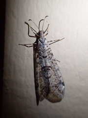 Dendroleon speciosus