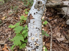 Biscogniauxia atropunctata