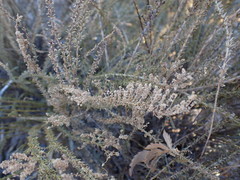 Selago densiflora