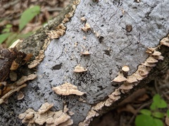 Biscogniauxia atropunctata