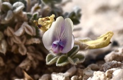 Astragalus phoenix