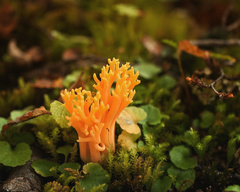 Ramaria subaurantiaca
