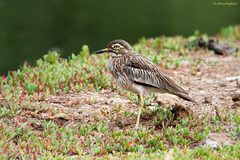 Burhinus senegalensis