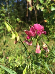 Lathyrus sylvestris