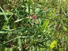 Lathyrus sylvestris
