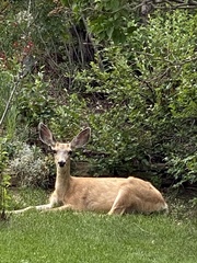 Odocoileus hemionus