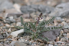 Astragalus layneae