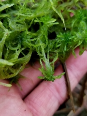 Sphagnum flexuosum