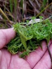 Sphagnum flexuosum
