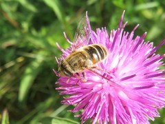 Eristalis abusiva