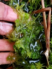 Sphagnum flexuosum