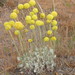 Eriogonum ovalifolium ovalifolium - Photo (c) Matt Lavin，保留部份權利CC BY-SA